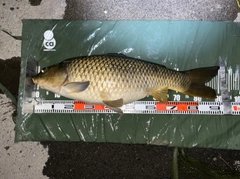 コイの釣果