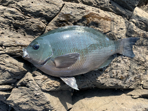 グレの釣果