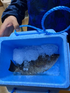 オオモンハタの釣果