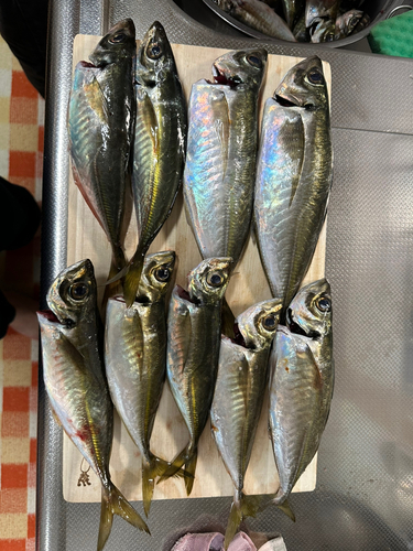 アジの釣果