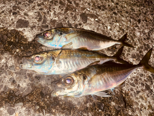 アジの釣果