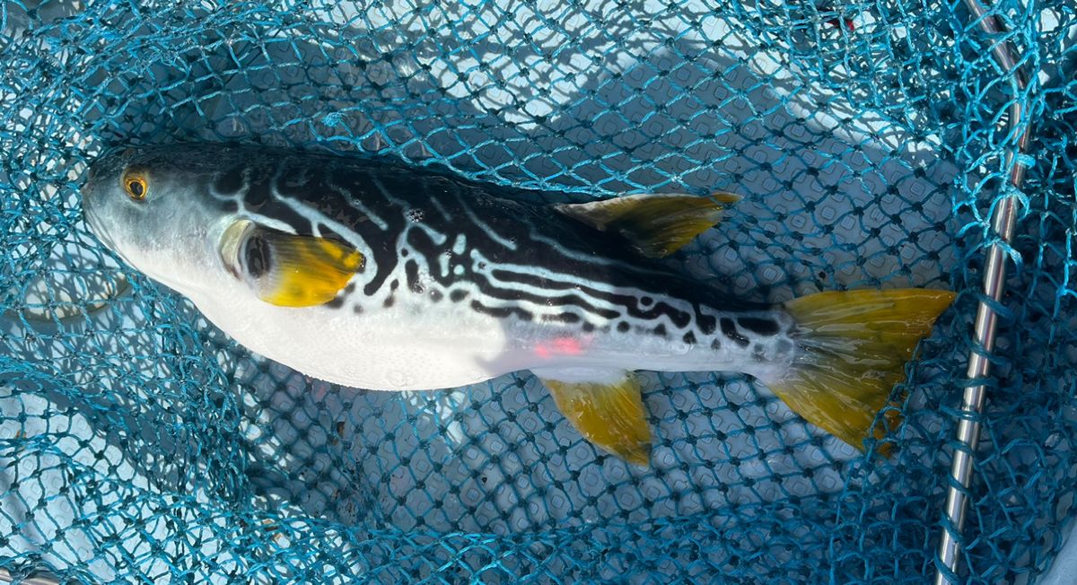 赤バードさんの釣果 3枚目の画像