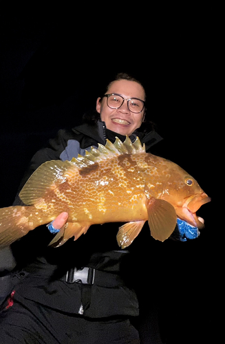 アコウの釣果