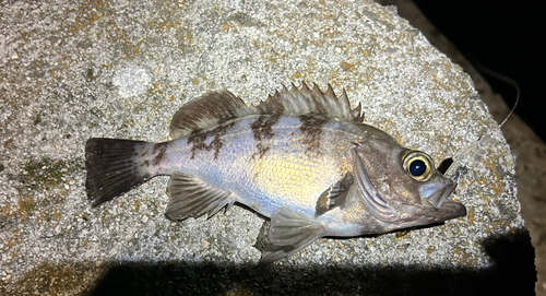 メバルの釣果