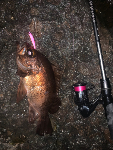 メバルの釣果