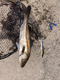 シーバスの釣果