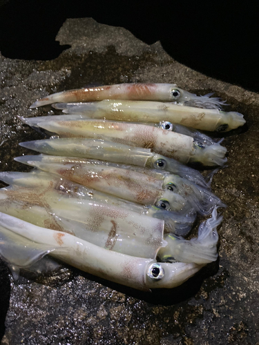 ヤリイカの釣果