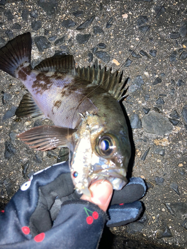 メバルの釣果