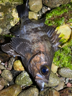 メバルの釣果