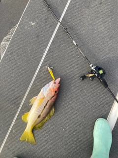 ヨコスジフエダイの釣果