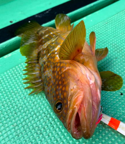 アコウの釣果