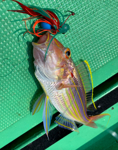 イトヨリダイの釣果