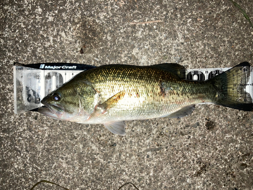 ブラックバスの釣果