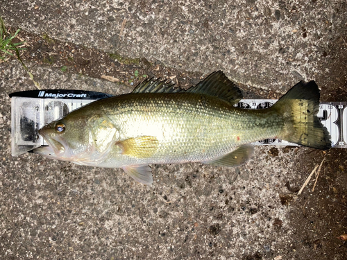 ブラックバスの釣果