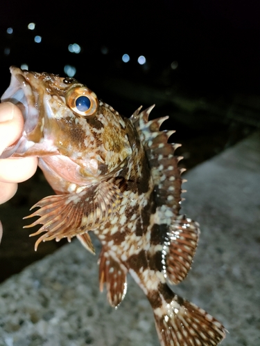 ガシラの釣果