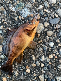 アカメバルの釣果