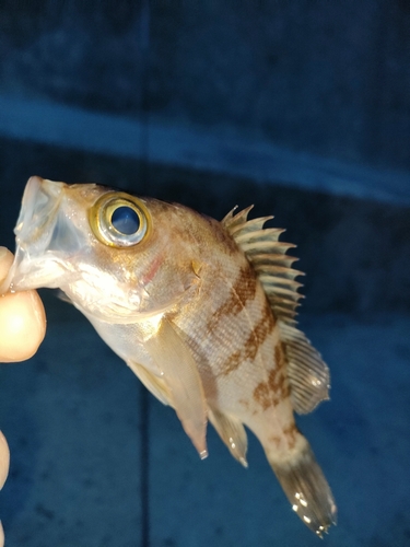 タケノコメバルの釣果