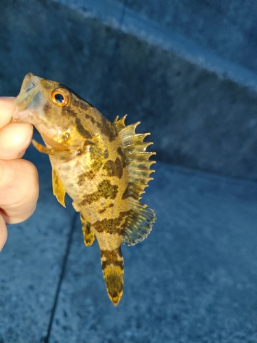 タケノコメバルの釣果