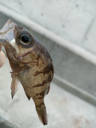 タケノコメバルの釣果