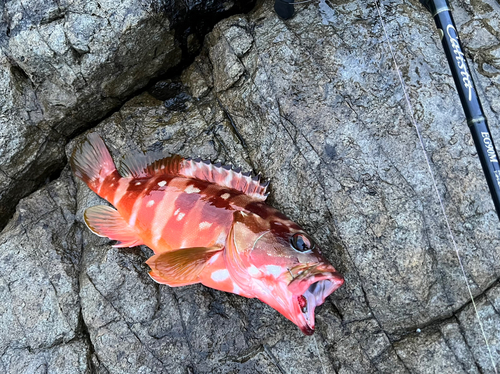 アカハタの釣果