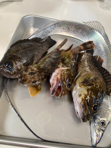 タチウオの釣果