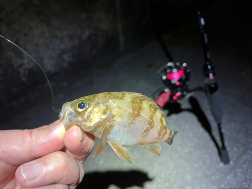 メバルの釣果