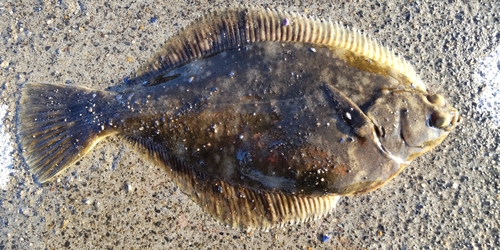 カレイの釣果