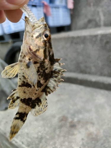 タケノコメバルの釣果