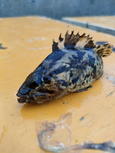 タケノコメバルの釣果