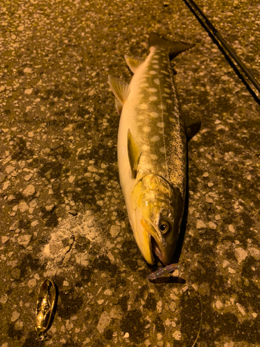 アメマスの釣果