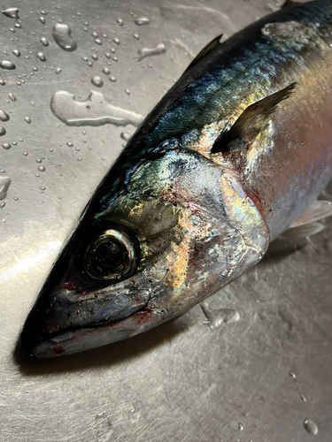 サバの釣果