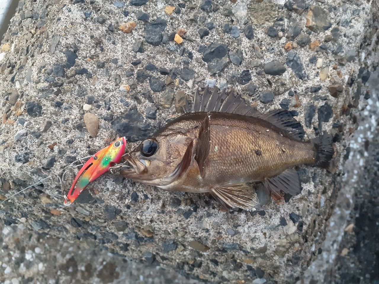 メバル
