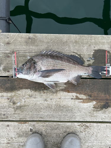 チヌの釣果