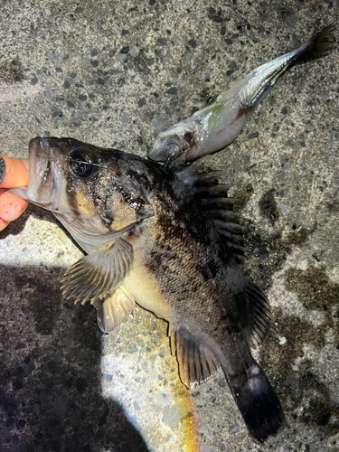 クロソイの釣果