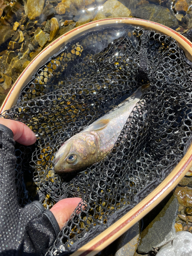 イワナの釣果