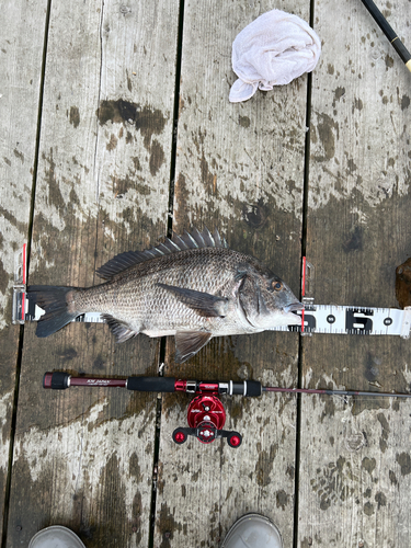 チヌの釣果