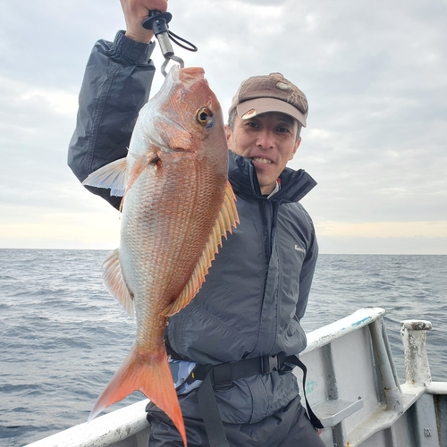 マダイの釣果