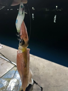 ヤリイカの釣果