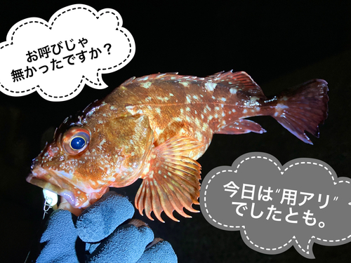 カサゴの釣果