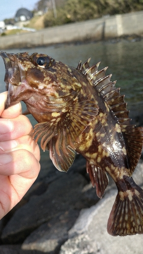 カサゴの釣果