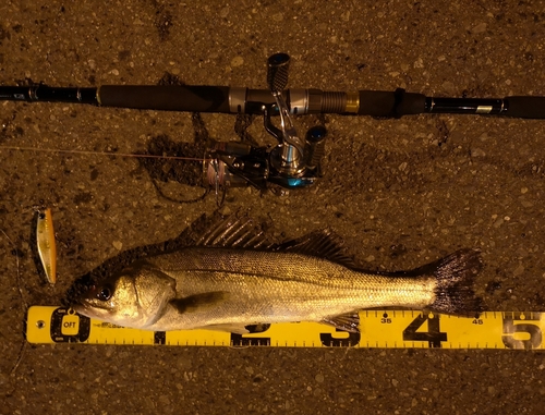 シーバスの釣果