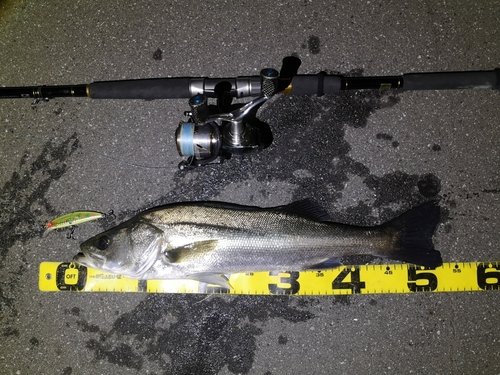 シーバスの釣果