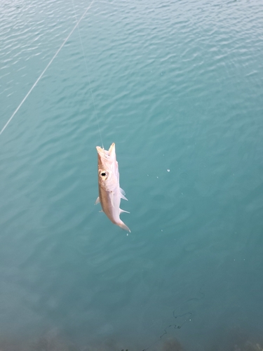 カマスの釣果