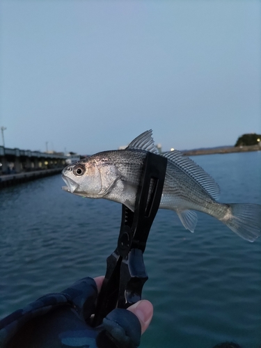 イシモチの釣果