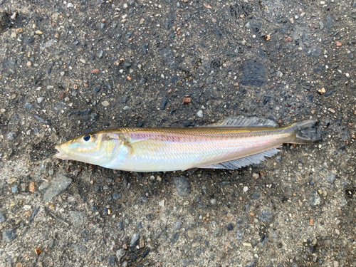 キスの釣果