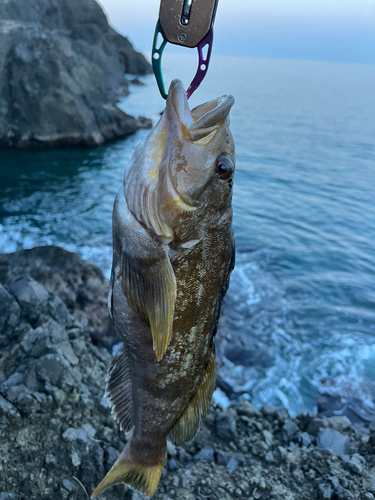 アイナメの釣果