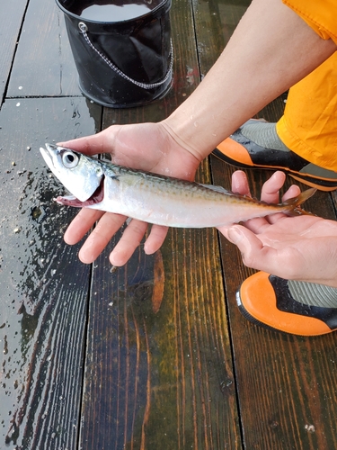 サバの釣果