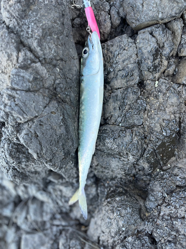 サバの釣果