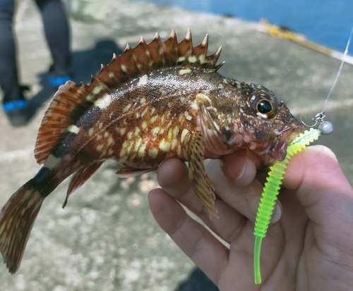 カサゴの釣果