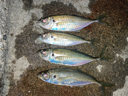 アジの釣果